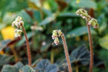 Close-up of small and cute begonia flower buds growing