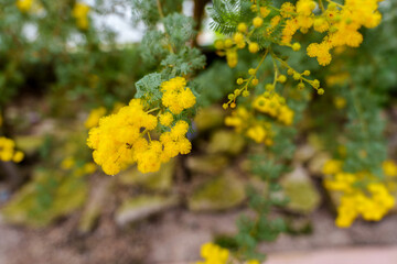 Close-up of fluffy yellow acacia flowers (Acacia dealbata) in bloom