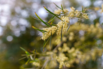 Close-up of fluffy white acacia flowers (Acacia dealbata) in bloom