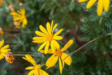 Close-up of a blooming yellow daisy with water droplets