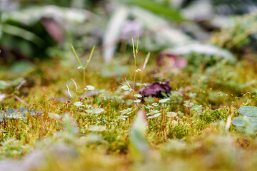Close up of cute little moss growing