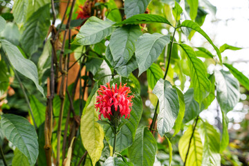 Close-up of red flower (Pachystachys coccinea) in bloom