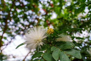 Fluffy white flowers (Calliandra haematocephala) in full bloom.