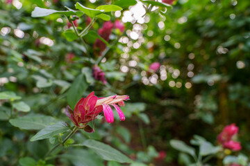 Close-up of red shrimp-like flower (Justicia brandegeeana) in bloom
