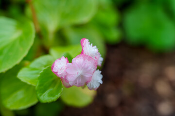 Close-up of pink bagonia flowers in bloom