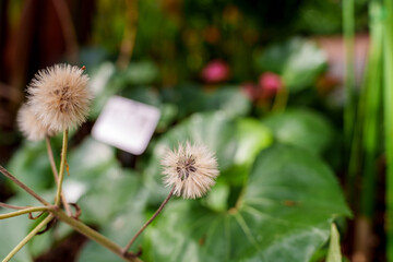 Close-up of white fluffy Emilia sonchifolia flowers in bloom