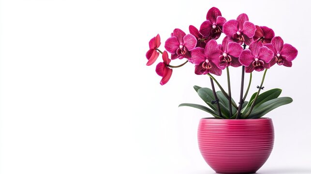 An orchid in a pot in bloom