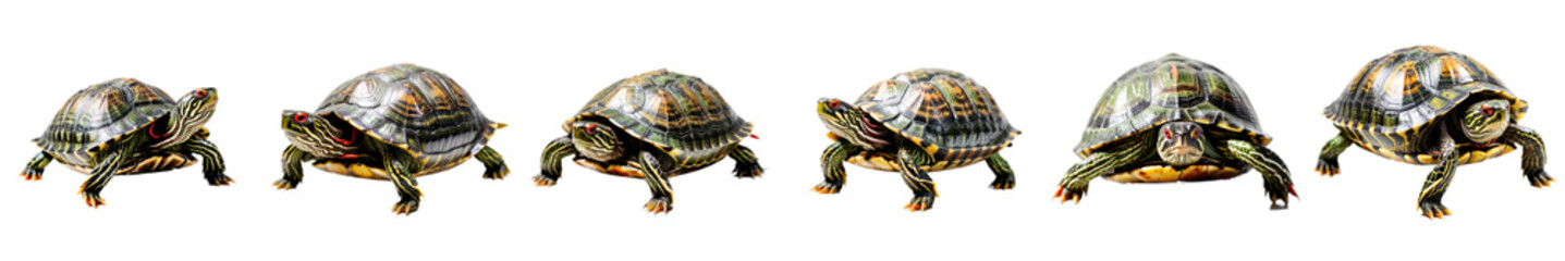 Fototapeta premium A playful parade of turtles in motion