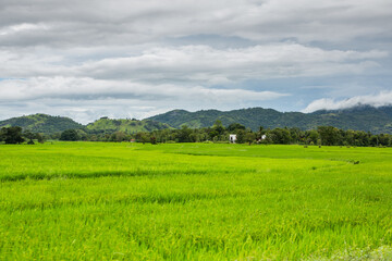The very beautiful nature in sri lanka, also called the pearl of the Indian ocean. Travel in Asia
