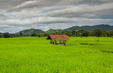 The very beautiful nature in sri lanka, also called the pearl of the Indian ocean. Travel in Asia