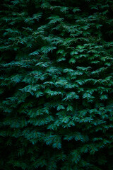 Green branches of a green coniferous tree close-up. Natural green Christmas tree background.