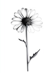 Monochrome Illustration Of A Single Daisy Flower