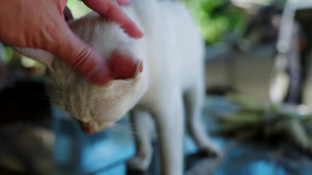 Man hand stroking cat's head