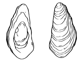 スケッチ牡蠣 © sa9393