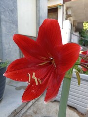 Bright red amaryllis flower