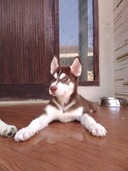 Adorable little Siberian Husky puppy