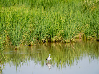 Bird observing in a lush rice field wetland habitat nature photography tranquil scene