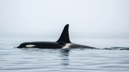Fototapeta premium An orca swimming with its pod in the ocean.