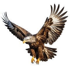 Obraz premium Big eagle looking isolated on white