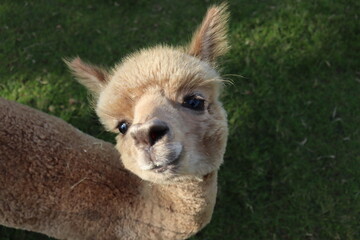 smiling alpaca