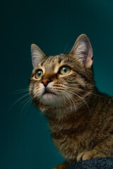 Portrait of a cat on deep blue background