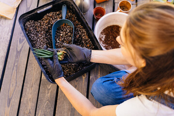 the woman made special soil for the succulents. The process of transplanting the plant into another...