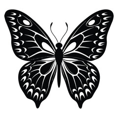 butterfly illustration  on white background