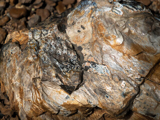 petrified wood detail close up