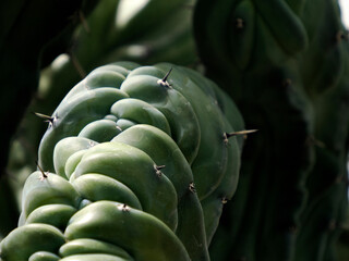 blue flame mexican cactus detail myrtillocactus geometrizans © Izanbar photos
