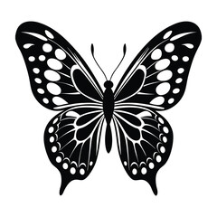 butterfly isolated  on white background