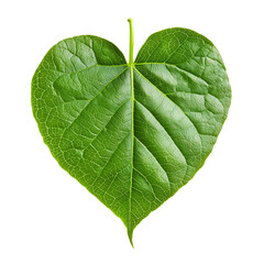 Obraz premium Heart Shaped Green Leaf Nature Botany Ecology Plant Flora Foliage Tropical Leaf Texture Close up, Isolated on Transparent Background, Ai Generated Images