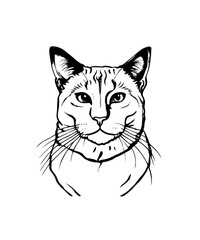 illustration of a cat