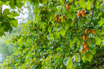 Apricot trees grow well in Saspul village, Ladakh. The vitamin C content of apricots improves...