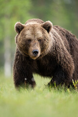 Big male brown bear portrait
