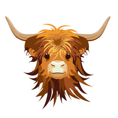 Portrait of baby Highland cattle, cow. Cute head of Scottish cattle isolated on white background. Design element for logo, poster, card, banner, emblem, t shirt. Vector illustration.