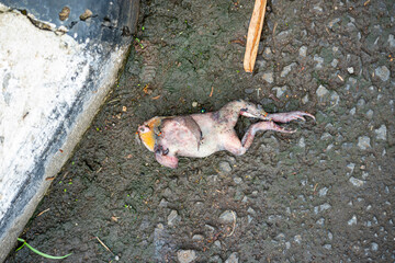 A frog carcass found on the side of the road near the sidewalk in a botanical garden in the city of Bogor, West Java