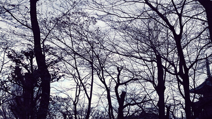 Obraz premium 冬枯れした木々