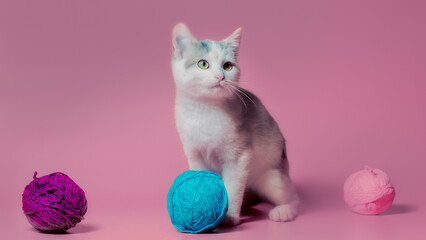 kitten with multi-colored balls of woolen threads on a pink background