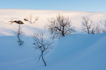 Bare birches in a snowy valley between fells with the setting sun lightning  up the upper slope. Ustjoki, Finland