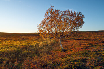 Obraz premium Colorful autumn evening in the highlands of Utsjoki. Finnish Lapland