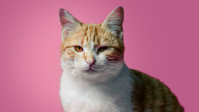 sarcastic red and white cat sitting on a pink background