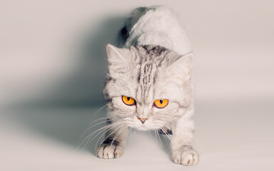 gray cat with big yellow eyes isolated on a white background close up
