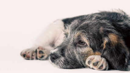 dreaming mongrel puppy on a white background