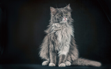 gray and white shaggy cat on a black background