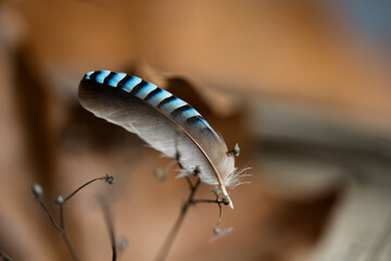 Still life. Autumn mysticism, melancholy. Emotional composition.
