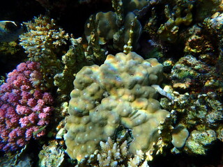 Hump coral (Porites lutea) undersea, Red Sea, Egypt, Sharm El Sheikh, Montazah Bay