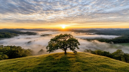 Fototapeta premium foggy landscape with majestic tree and soft sunrise illuminating hills