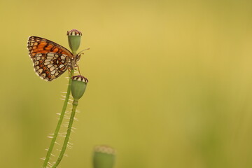 una farfalla melitaea al tramonto