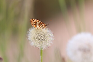una farfalla melitaea al tramonto