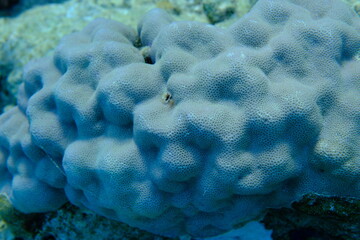 Hump coral (Porites lutea) undersea, Red Sea, Egypt, Sharm El Sheikh, Montazah Bay